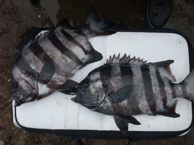 アトミックスライダー 石鯛 20号 600m イエローグリーン メイン ボビン巻 ナイロン イシダイ アトミックスライダー石鯛 ２０号 ６００ｍ 大物／石鯛釣り