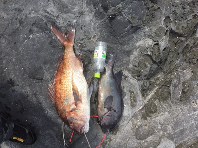 出たデカバン！ナナマル石鯛！隠岐の島！アトミックスライダー石鯛20